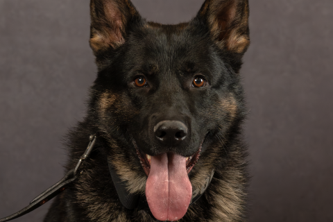 K9 Barkley
