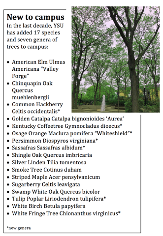 one of the new 17 tree species at YSU
