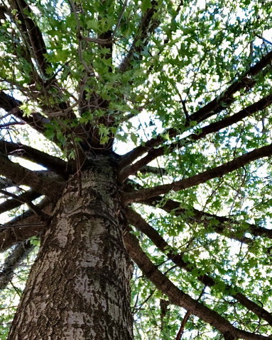 A green tree