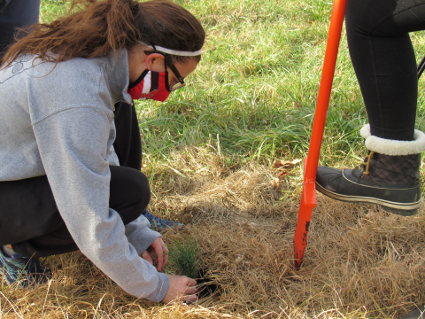 Students planting trees