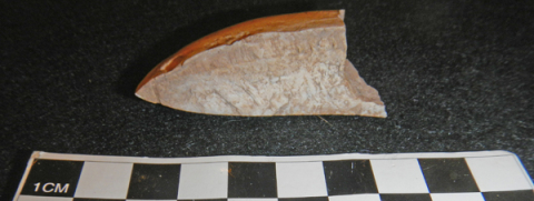 This fragment of a prehistoric flint stone axe was found by students at a dig in the Bahamas.