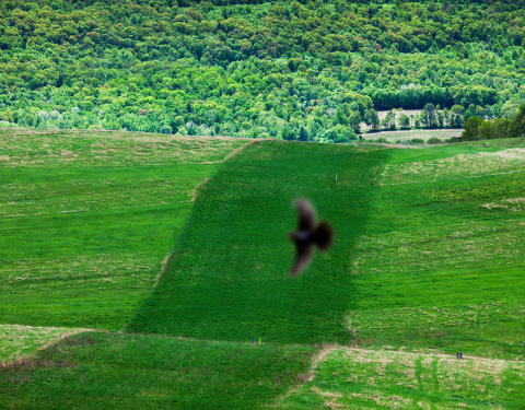 This photo of a buried pipeline along Route 973 in Watson Township, Lycoming County, Pa., is part of